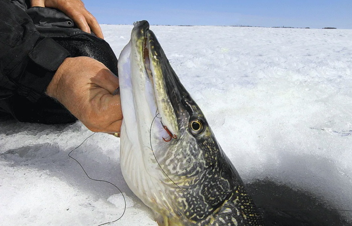По щучьему велению: почему именно эта рыба стала символом чуда в русских сказках