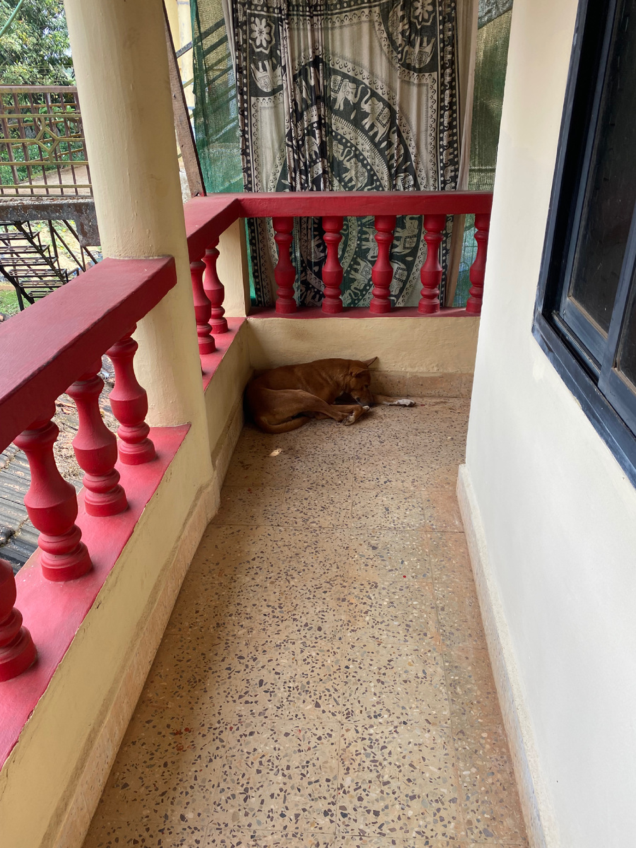 Веранда с неизменной собачкой, ей какой-то турист давал печенье, теперь она лежит тут всегда