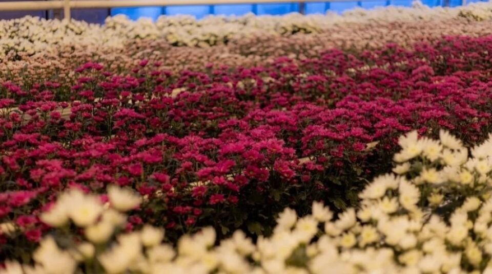    Хризантемы. Источник: ГК «Горкунов"/ «Толк»