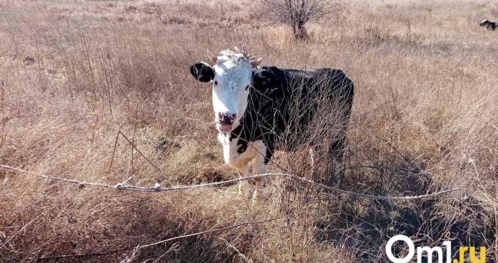 В Новосибирской области жители не перекрывали дорогу из-за уничтожения скота