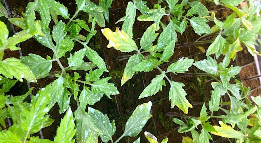 Желтеют листья рассады помидоров: почему и что делать огороднику