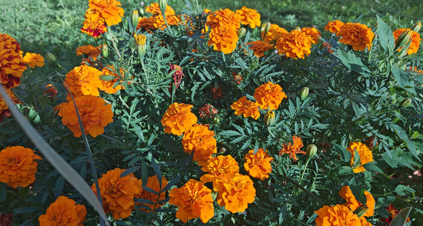    Первый городской канал Калининград