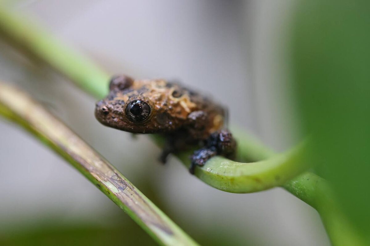 Вьетнамская телодерма Theloderma vietnamense 