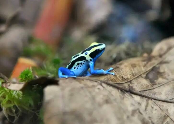 Голубой древолаз Dendrobates azureus 