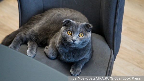     Фото: Ilya Moskovets/URA.RU/Global Look Press    
 Текст: Катерина Туманова