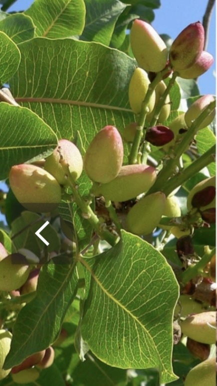 фото взято из открытых источников. Викепедия