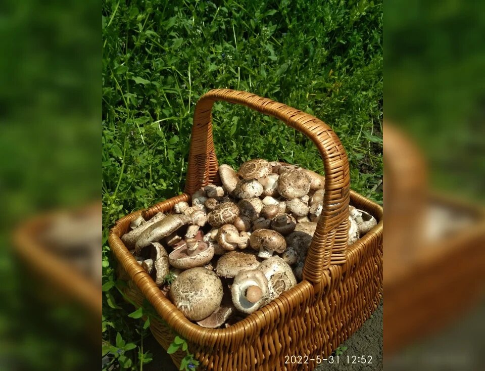 Грибы Самарской области: Шампиньоны
Фото: Предоставлено "Комсомолке".