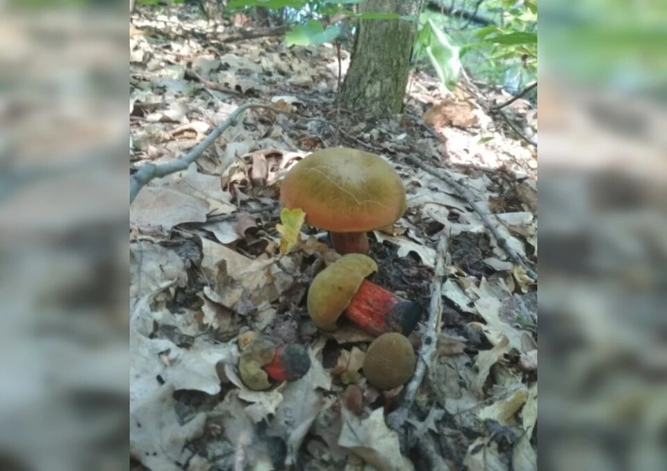 Грибы Самарской области: Дубовик
Фото: Предоставлено "Комсомолке"