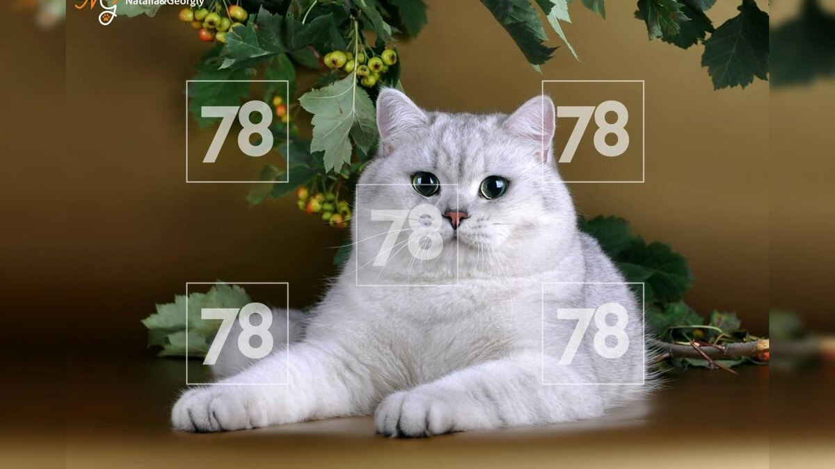    Фото: 78.ru