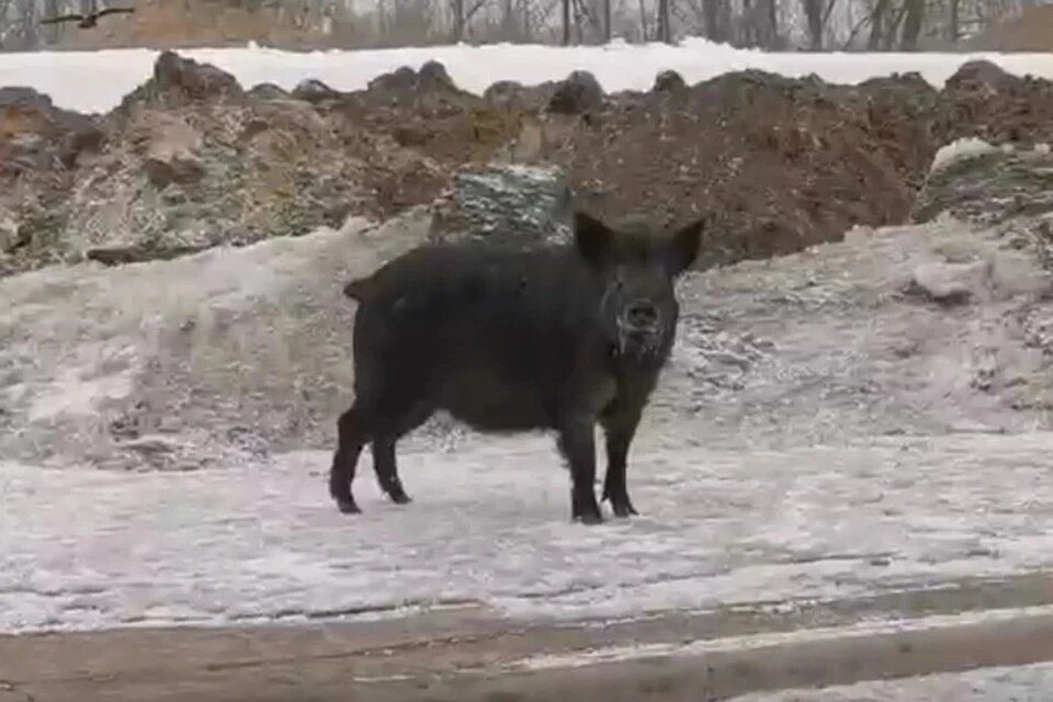 На городских улицах встречаются даже кабаны
Фото: Предоставлено "Комсомолке".
