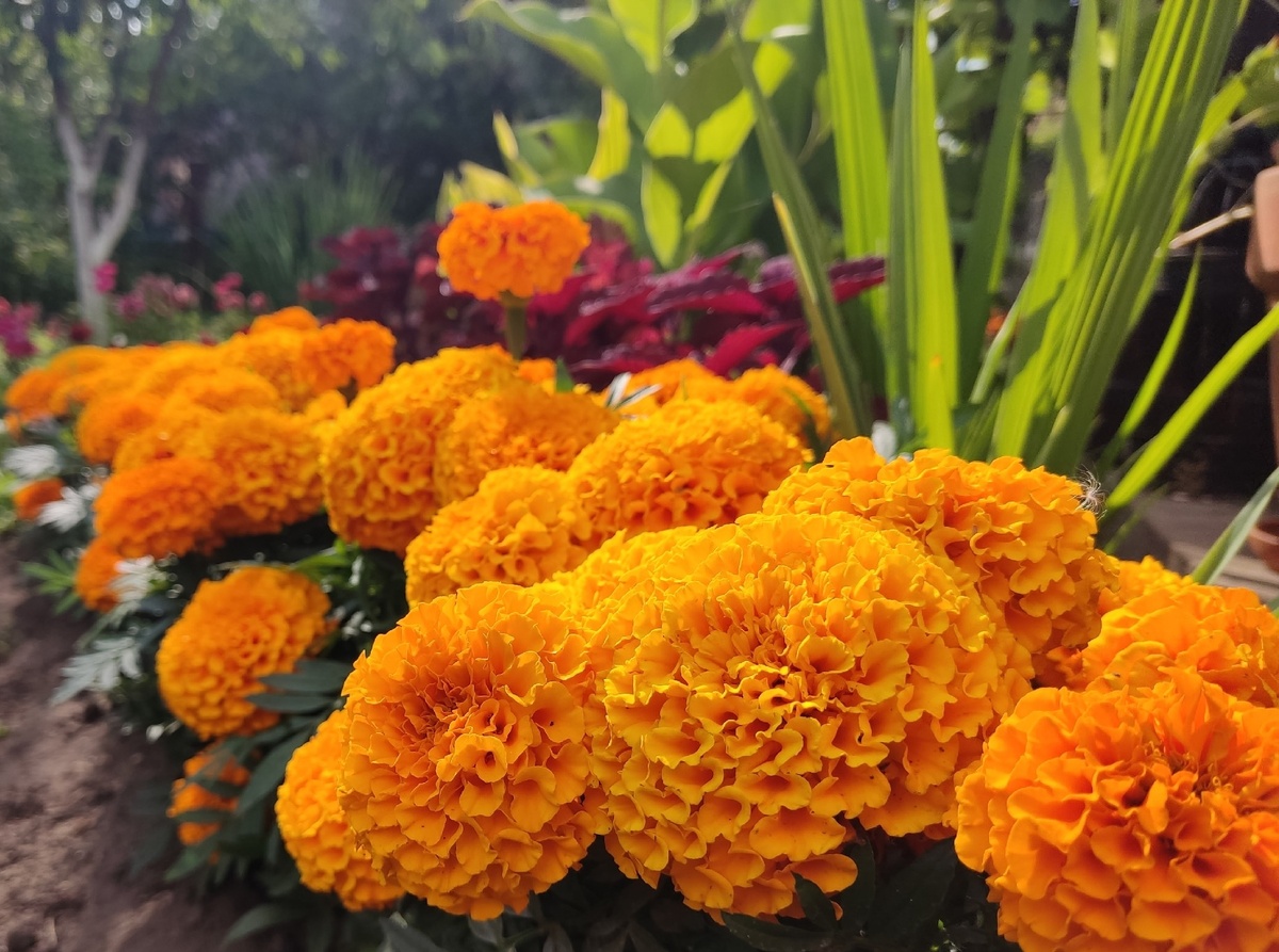 Бархатцы прямостоячие F1 Antigua Orange