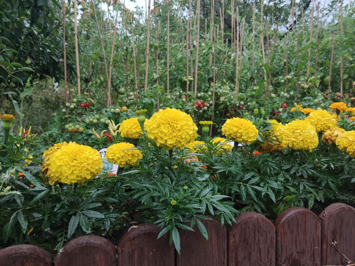 Бархатцы прямостоячие F1 Antigua Yellow