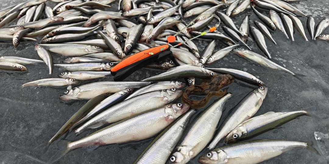 Корюшка. Легендарная рыбалка, но...