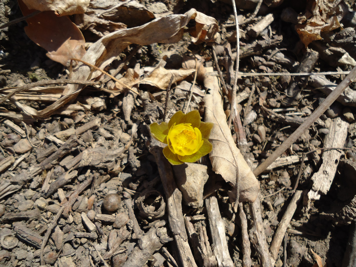 Приморские подснежники 2026