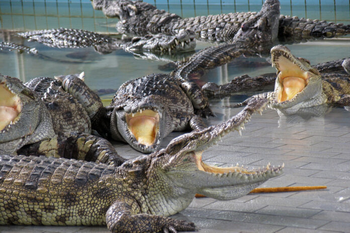    Реконструкция челюсти мезозойского крокодила, чьи останки привели к пересмотру карты глубоководных ресурсов Евразии.