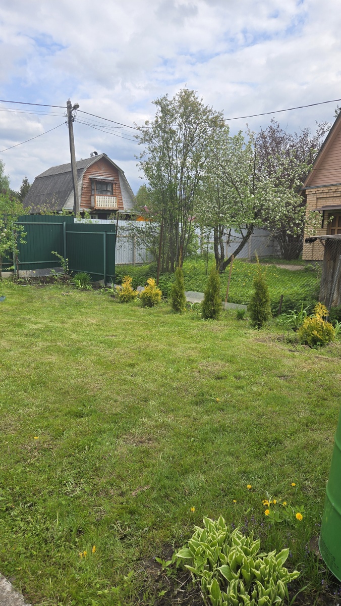 Мои туи, жаль придется с ними попрощаться!