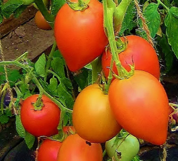 Беспроблемные, мясистые и скороспелые. Семена, которые скупают в этом году