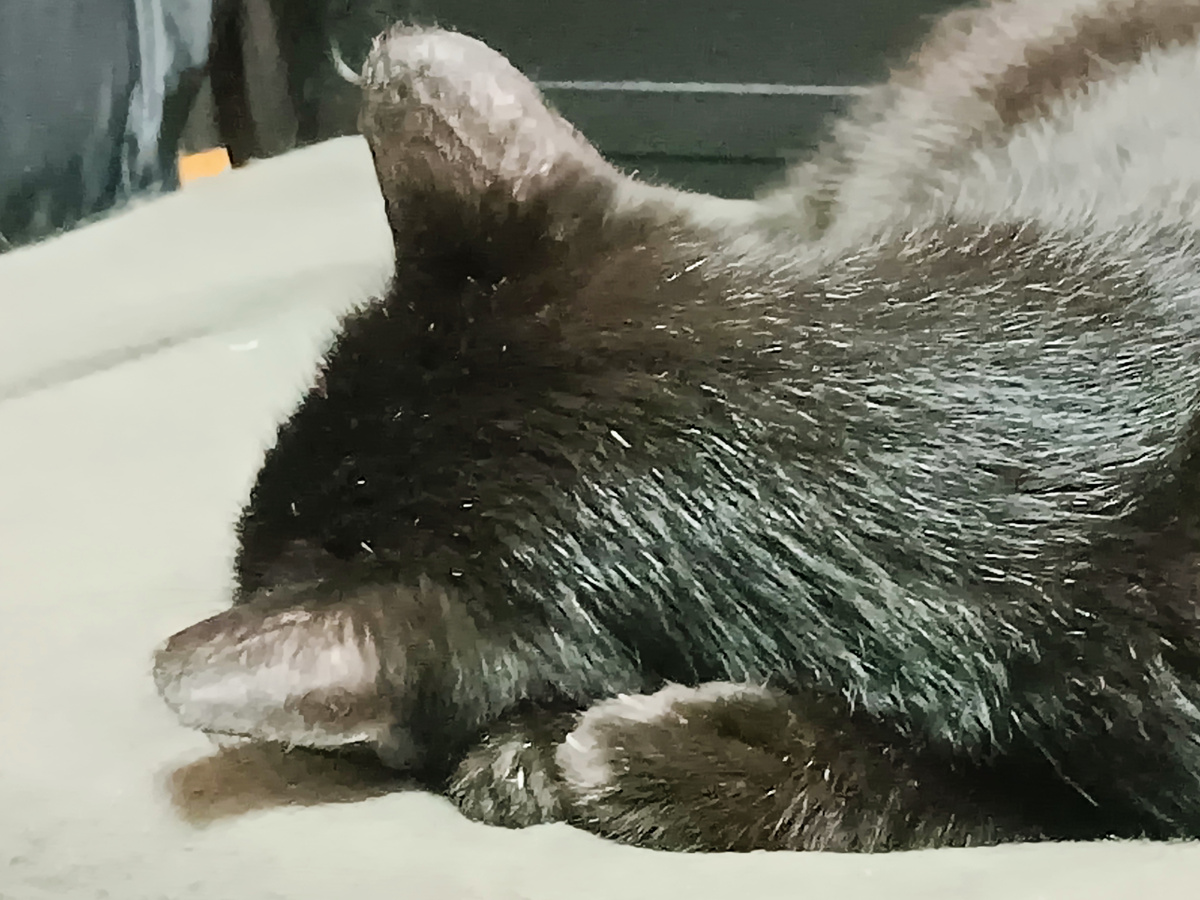 Снежок сложил лапочки, мимими. 