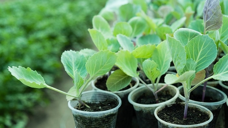 Рассада этой культуры должна быть готова к высадке на грядку