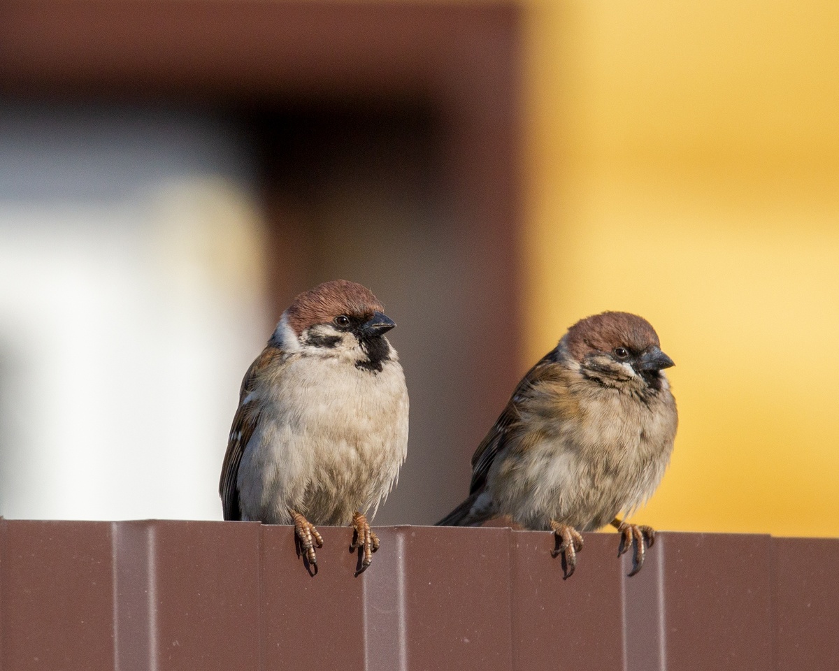 Полевые воробьи самец и самка 4.03.2025г.