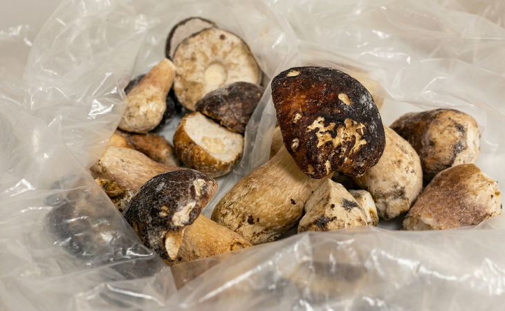 Грибы. Фото: ЦОК АПК