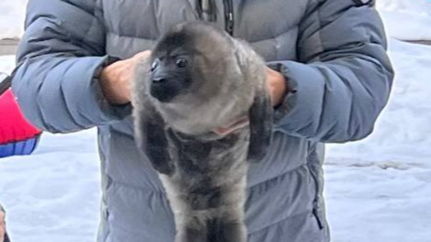    Фото: Telegram/Nerpa SPb/sealresque; 5-tv.ru