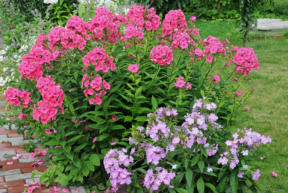 флоксы