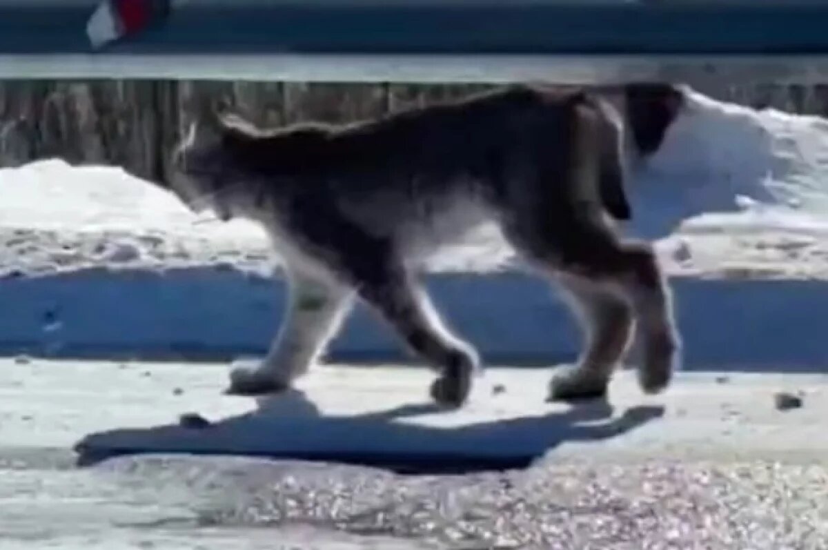    Рысь дефилировала по трассе в Хабаровском крае, не реагируя на сигналы авто