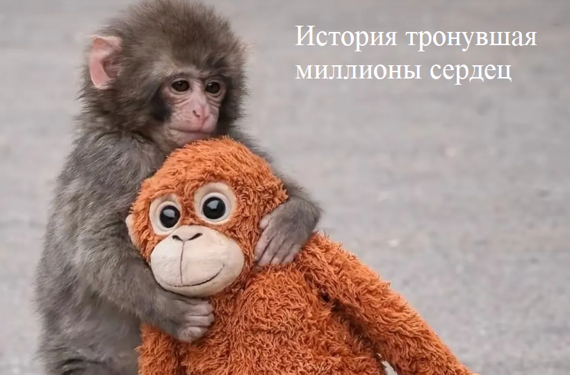 Маленькую обезьянку бросила мама и она стала изгоем, пока не нашла игрушку, которая стала ее семьей