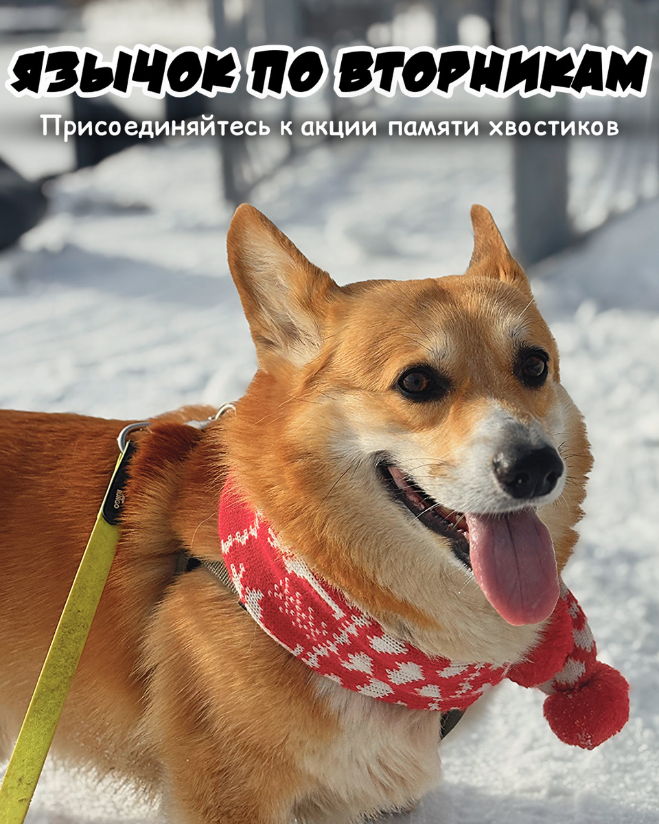 Акция памяти хвостиков «Язычок по вторникам»