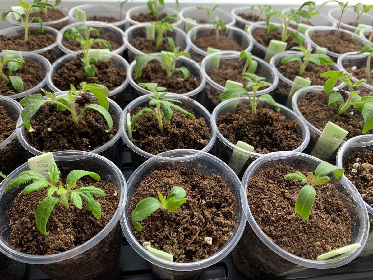 Рассада подрастает. Фото автора 