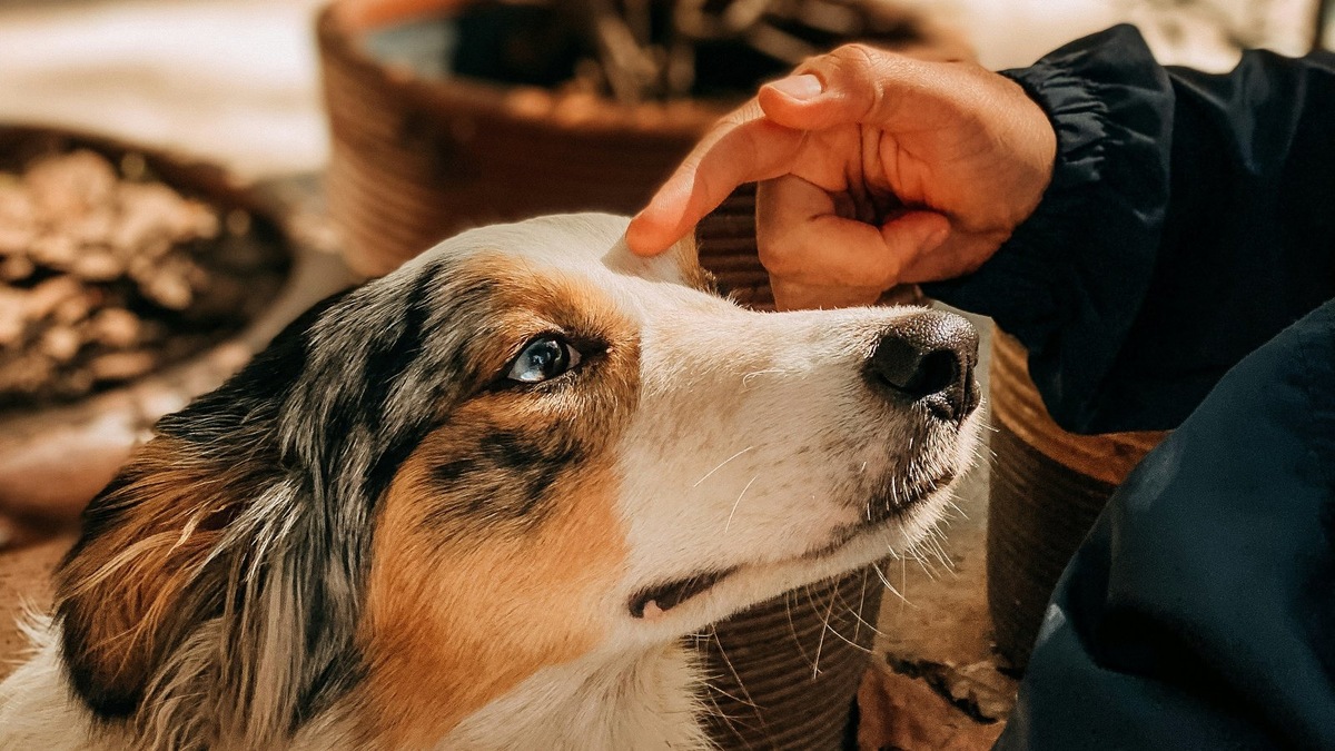    Уникальное обоняние собаки позволяет ей улавливать малейшие биохимические изменения в организме человека