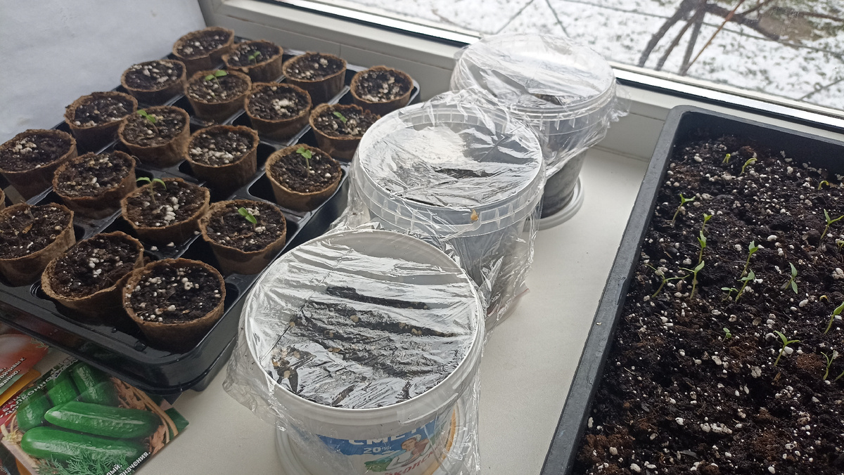 Мини-огородик