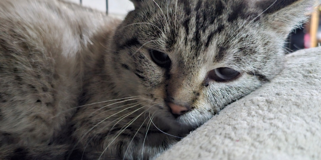 Он пережил зиму среди венков, тяжёлую пневмонию...а сейчас...