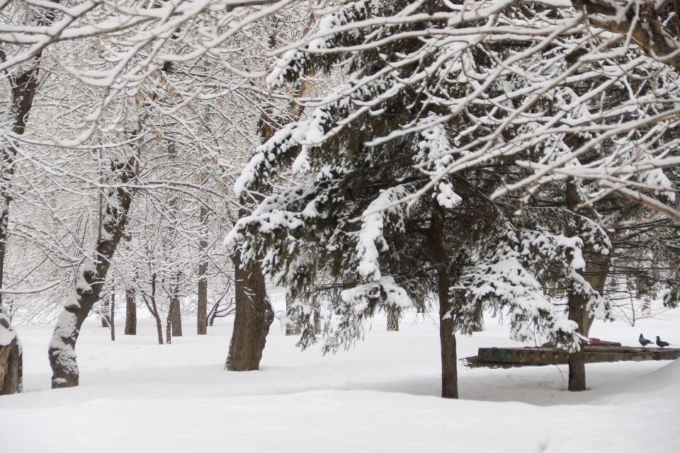    Снегопад в Барнауле. Погода. Источник: Виталий Барабаш