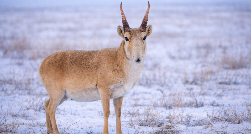    AI изображение