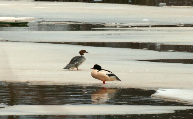    © Telegram / Каждой твари по паре