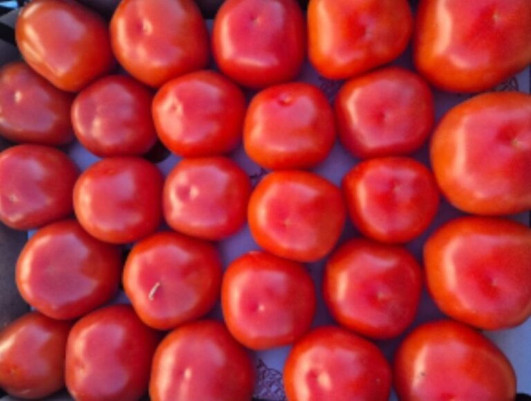    В Оренбуржье не пропустили 18 тонн томатов из Туркмении из-за опасной моли Оренбуржье