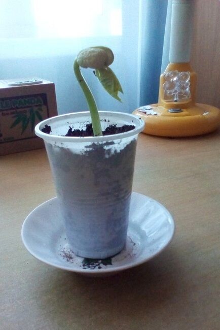    Необычный росточек может дать даже самая обычная фасолина. Фото: Ирина Климченко