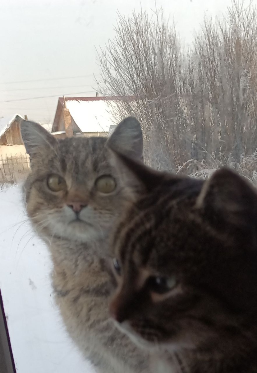 Можно в гости сходить... (вариация на картину "Не ждали...")