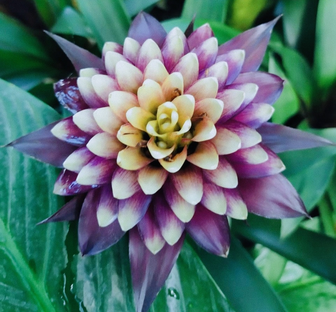 Диковинный цветок из Аптекарского огорода (фото автора)