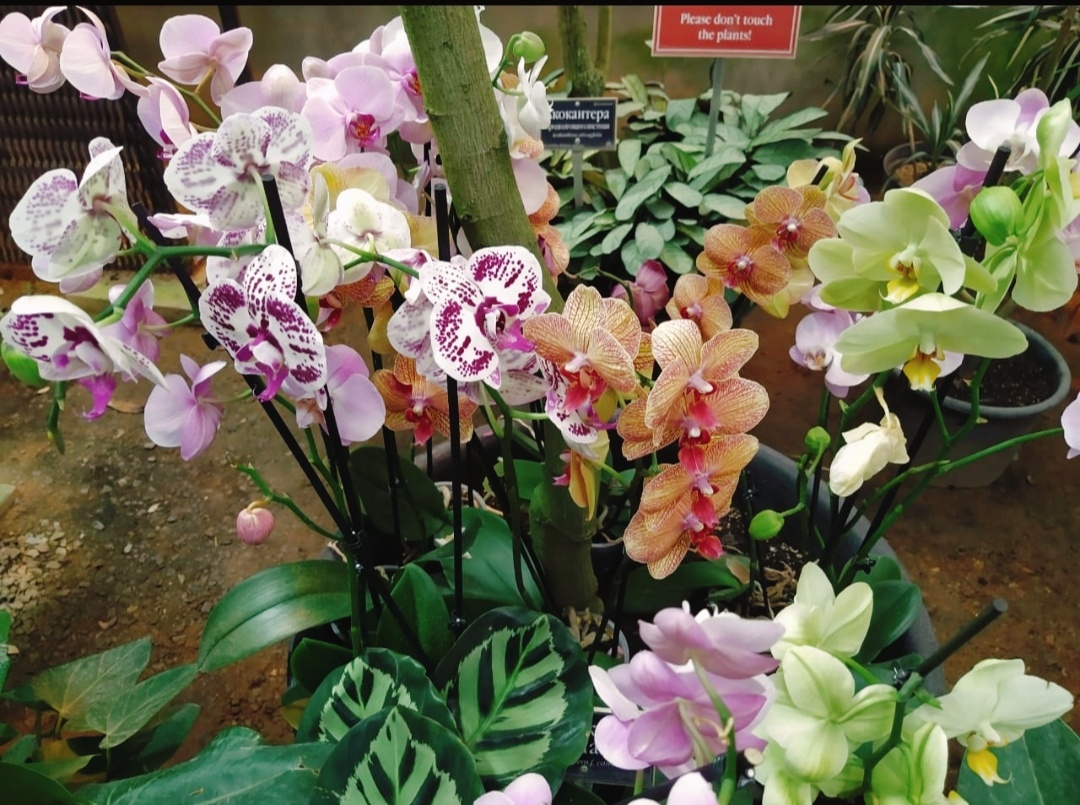 Сотни орхидей в Аптекарском огороде (фото автора) 