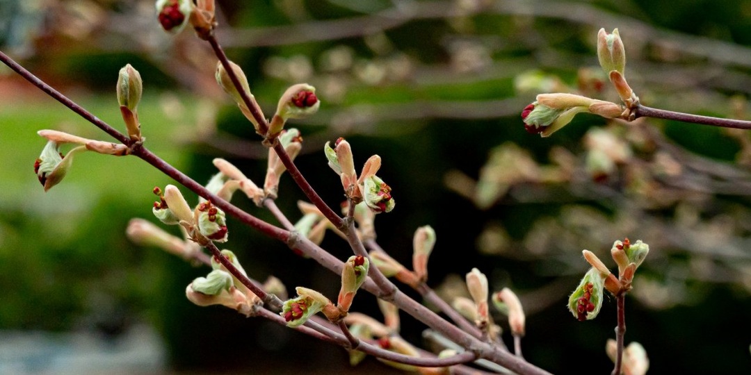 Как спасти сад от вредителей и болезней до появления первых листьев