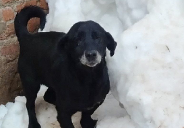 Весна, заботы приюта,долги🙏