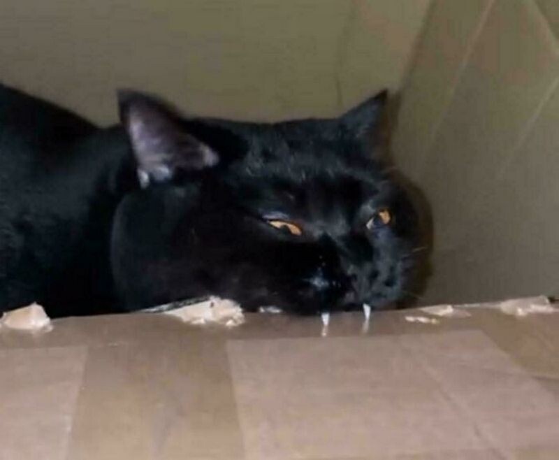    14 забавных доказательств того, что кошки ― настоящие разрушители домашнего имущества