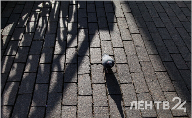    © Анастасия Илюшина / ЛенТВ24. Архивное фото