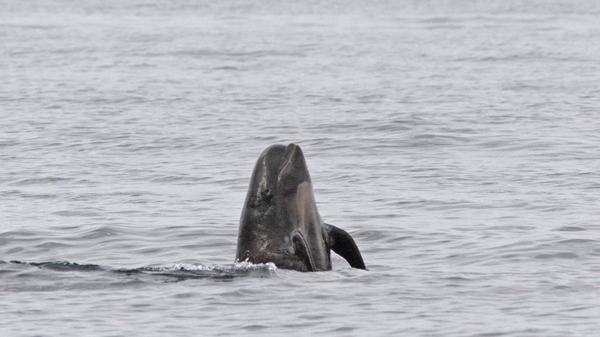    Гринды образуют пожизненные социальные группы, где каждый член связан с другими прочными отношениями