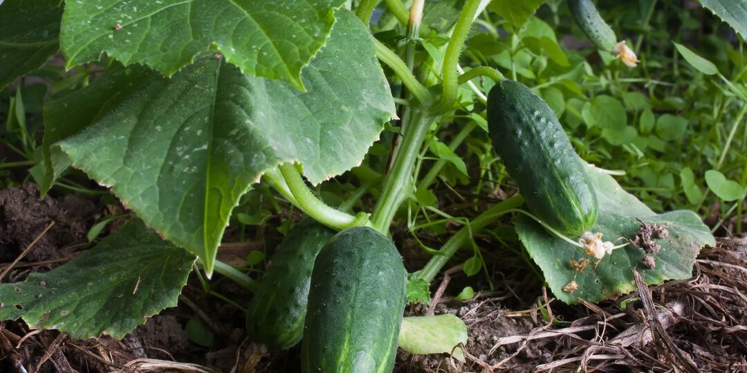 7 огородных культур, которые хорошо растут в тени. Делюсь своим опытом