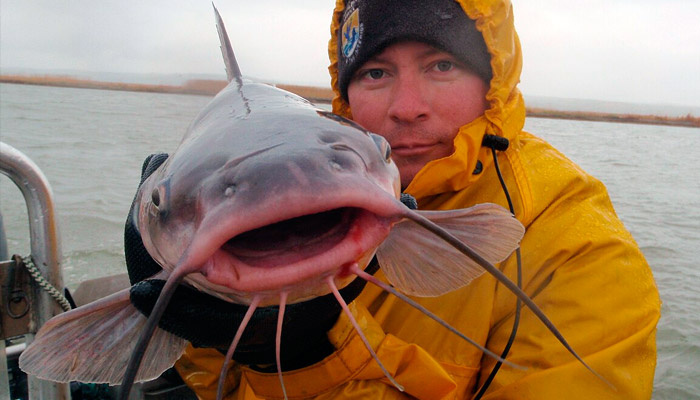 Сомы дейстивтельно могут вырастать до огромных размеров. Фото: wikimedia.org