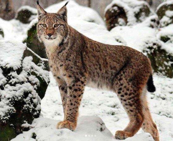 Рысь: таинственный охотник лесов и гор